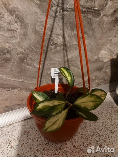 Хойя триколор