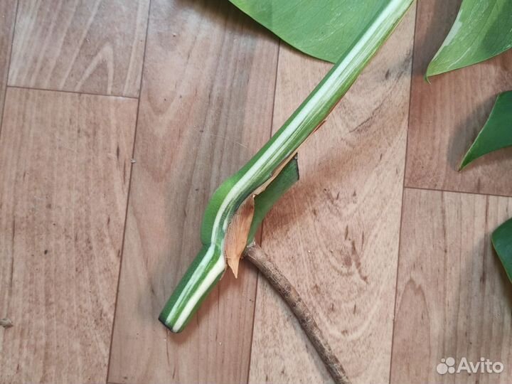 Монстера Альба