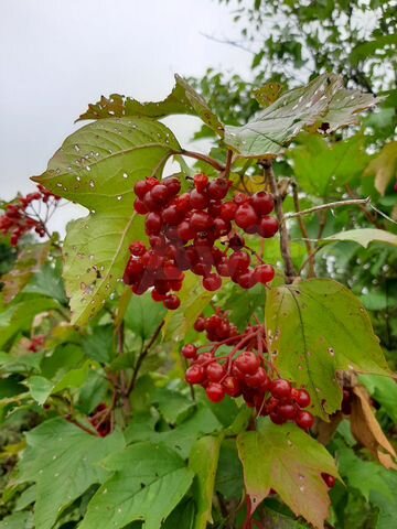 Участок 10 сот. (СНТ, ДНП)