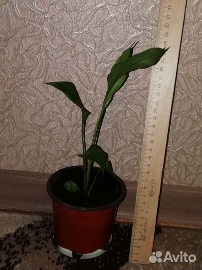 Спатифиллум