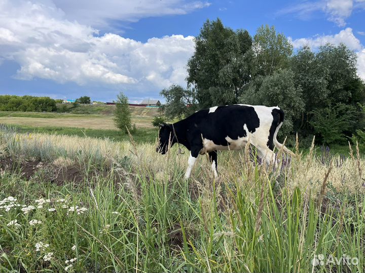 Телки от высокоудойных коров, телочки