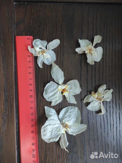 Сушеные цветы фаленопсиса белого