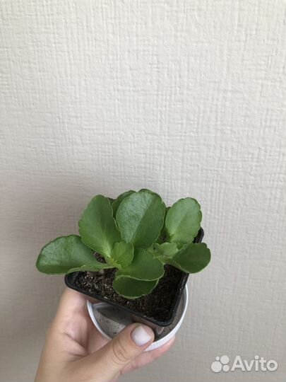 Каланхоэ цветущий