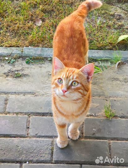 Рыжий мраморный котик