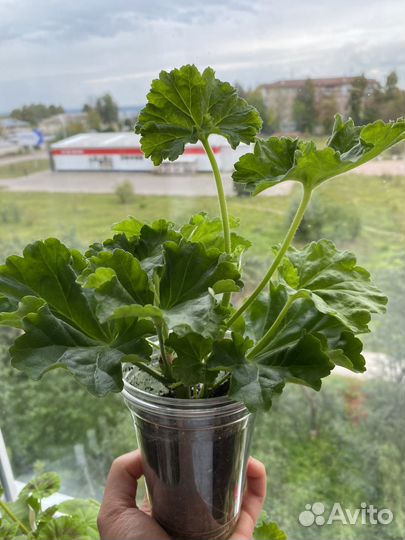 Пеларгония герань