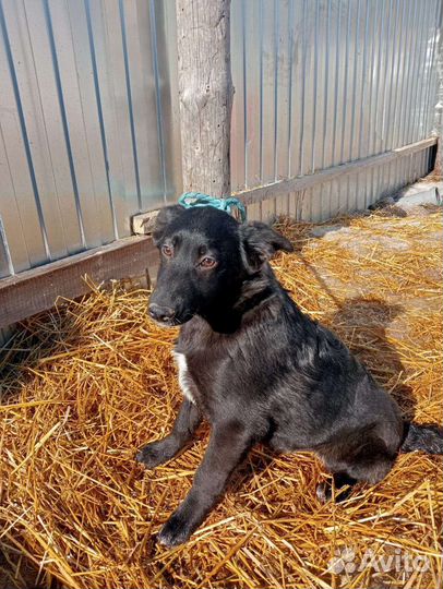 Собака щенок чёрный мальчик Кобель бесплатно