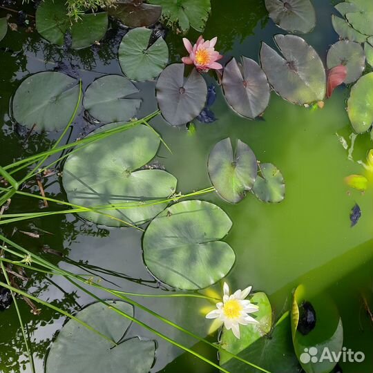 Водяная лилия