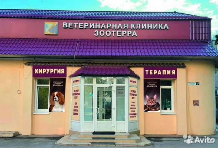 Ветеринарный врач