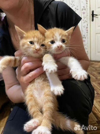 Котята в добрые руки бесплатно