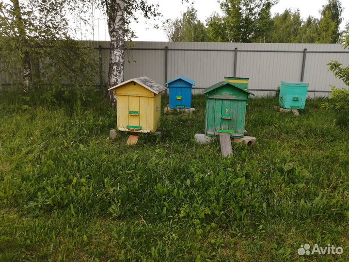 Пчелосемья