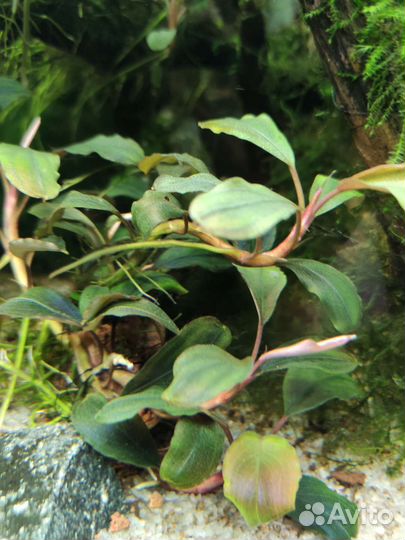 Буцефаландра