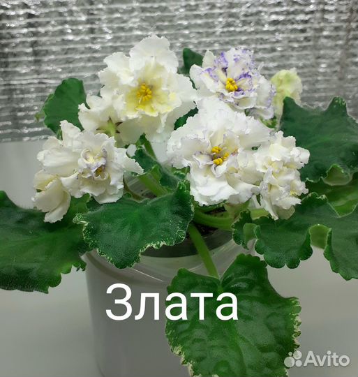 Цветущие фиалки