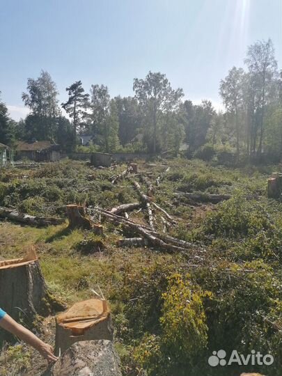 Расчистка участка от деревьев