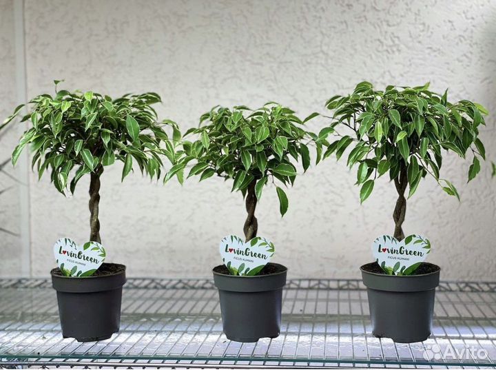 Фикус косичка маленькие и большие