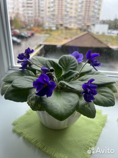 Фиалка в горшках