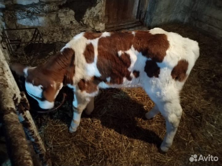 Бычок бычки телята теленок