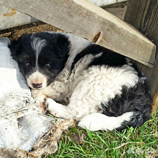 Щенок мальчик