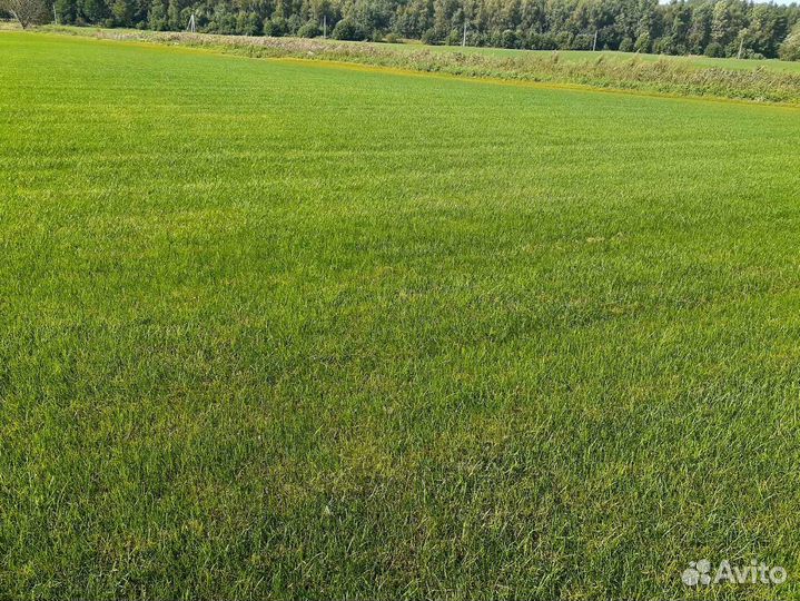 Укладка рулонного газона