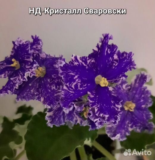 Фиалка (детка)
