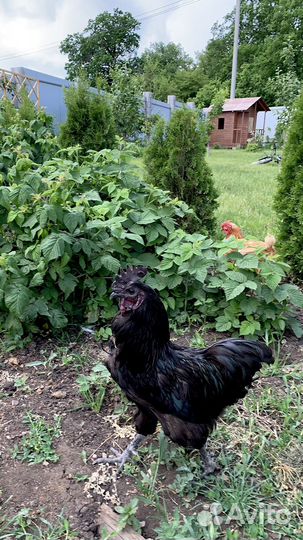 Петух ухейилюй