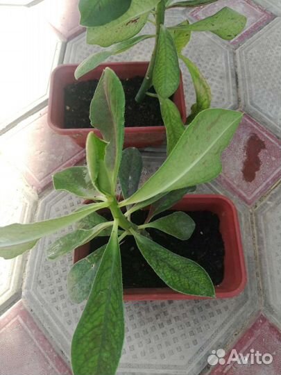 Синадениум Гранта