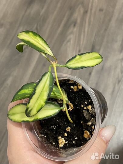 Хойя укоренённые черенки