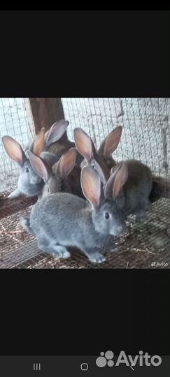 Кролики мясных пород
