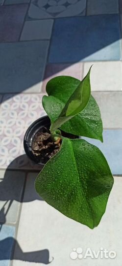 Монстера Крупные комнатные растения