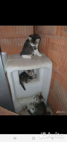 Кошки бесплатно