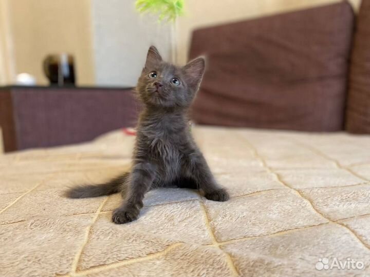 Кошка милашка