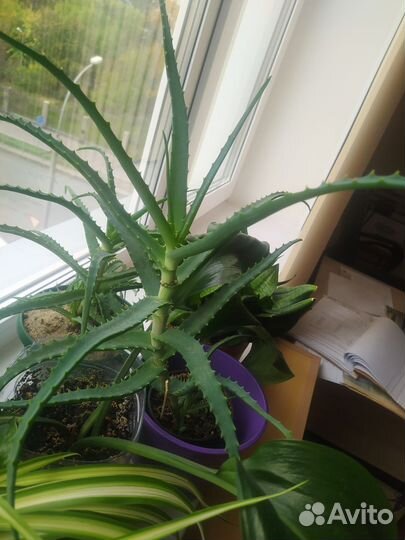 Алоэ лечебное