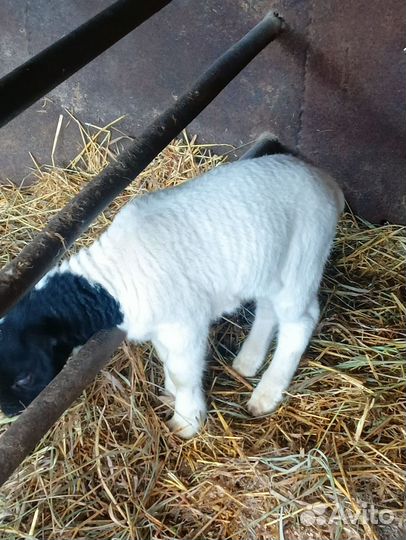 Ярки дорпера