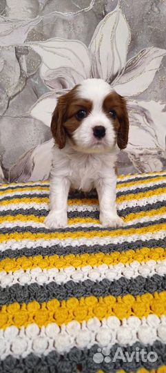 Кавалер кинг чарльз спаниель