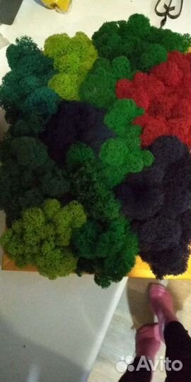 Стабилизированный мох ягель в ассортименте