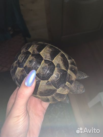 Черепаха