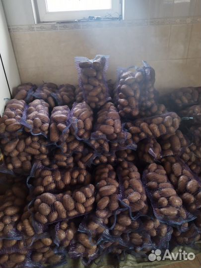 Картофель на еду и семенной