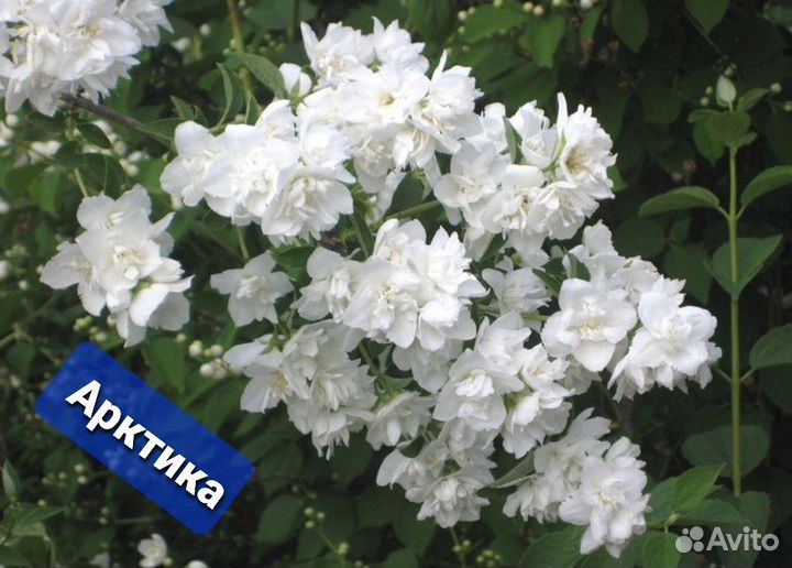 Бересклет, дёрен, пузыреплодник и др