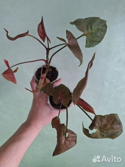 Сингониум арон браун