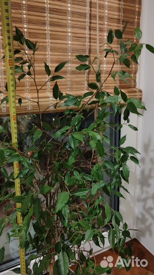 Фикус бенджамина