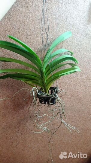 Орхидеи ванда, взрослые