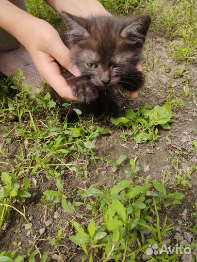 Два мальчика и две девочки
