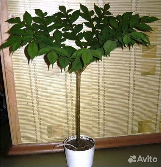 Цветы домашние