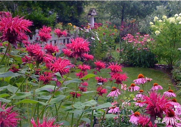 Монарда (бергамот)