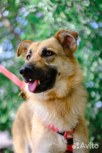 В добрые руки ищем семью