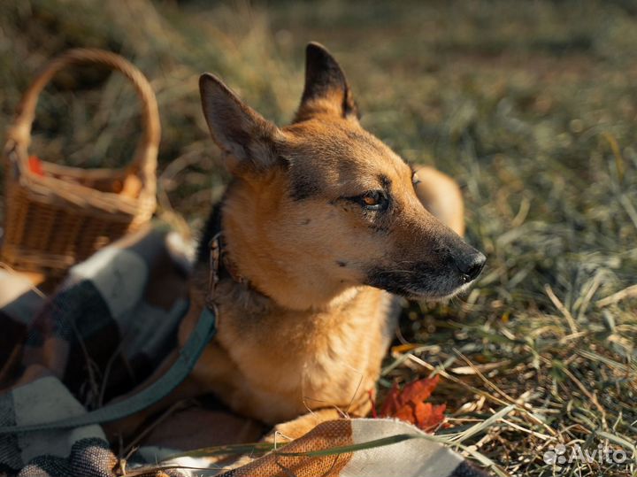 Собака в добрые руки