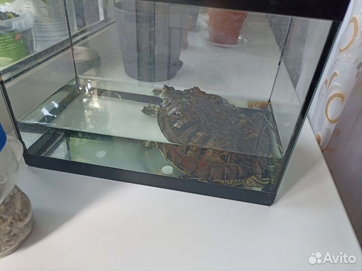 Черепаха с аквариумом