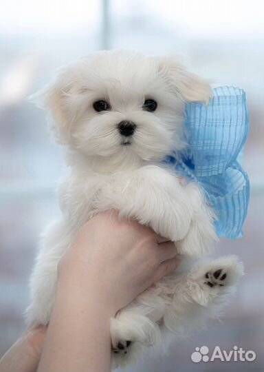 Мальтийская болонка