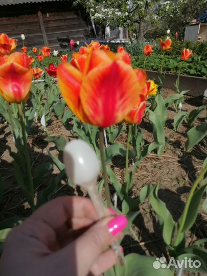 Луковицы тюльпана