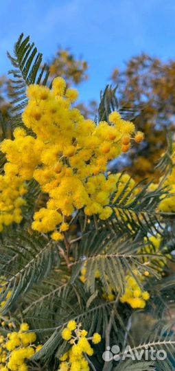 Туры по Абхазии