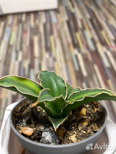 Сансевиерии сортовые